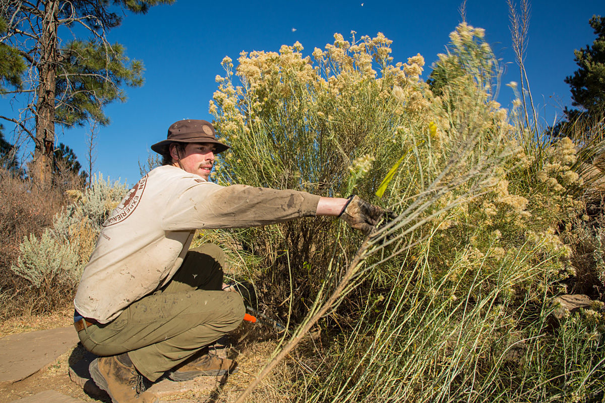 Thinning a rabbitbrush